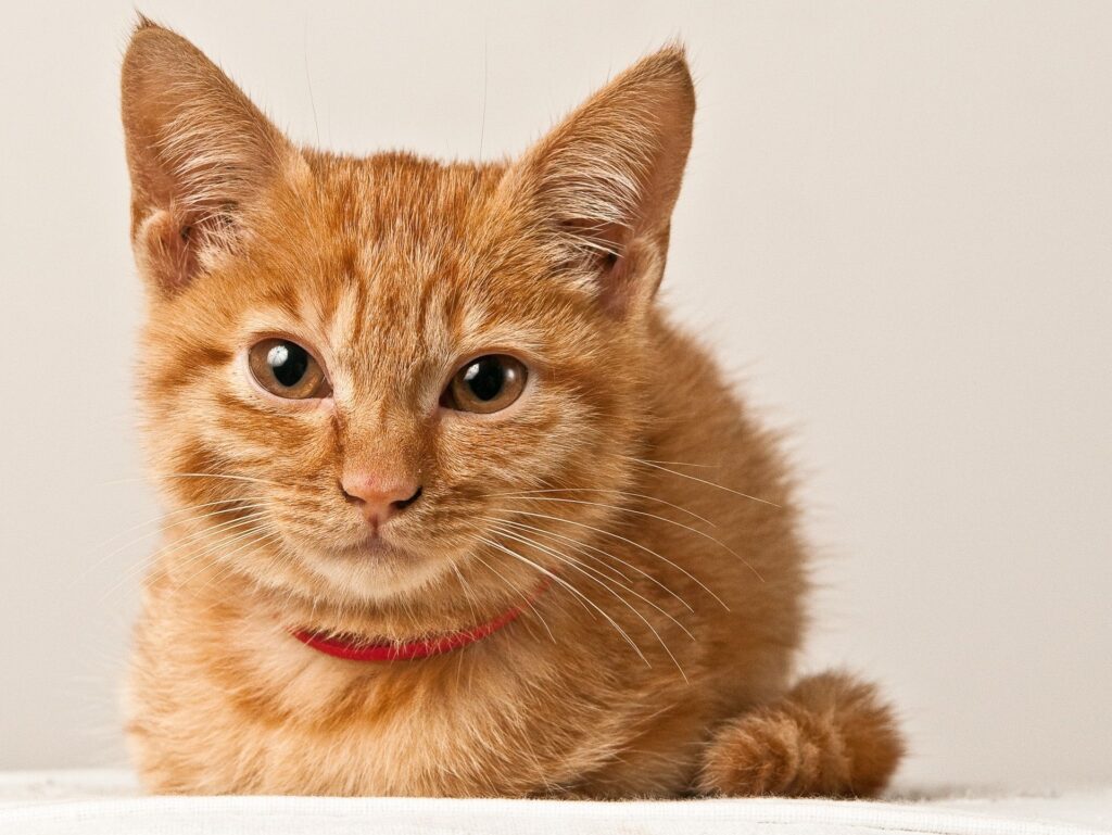 Charming Ginger Kitten Wallpaper: Cute, Fluffy, and Curious
