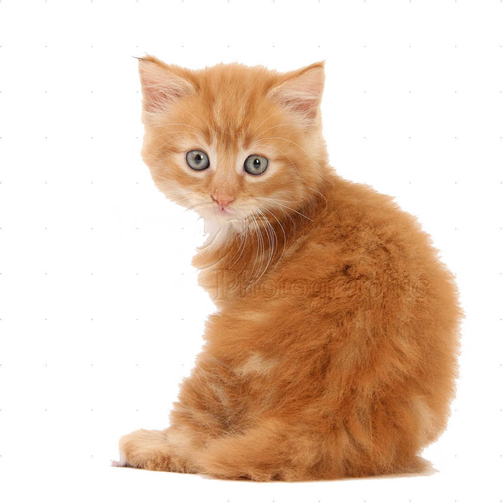 Charming Ginger Kitten Wallpaper on Minimalist White Background