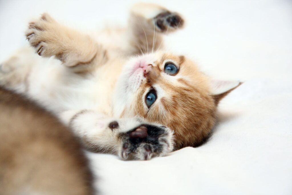 Adorable Ginger Kitten Playfully Lying on Back - Charming Wallpaper