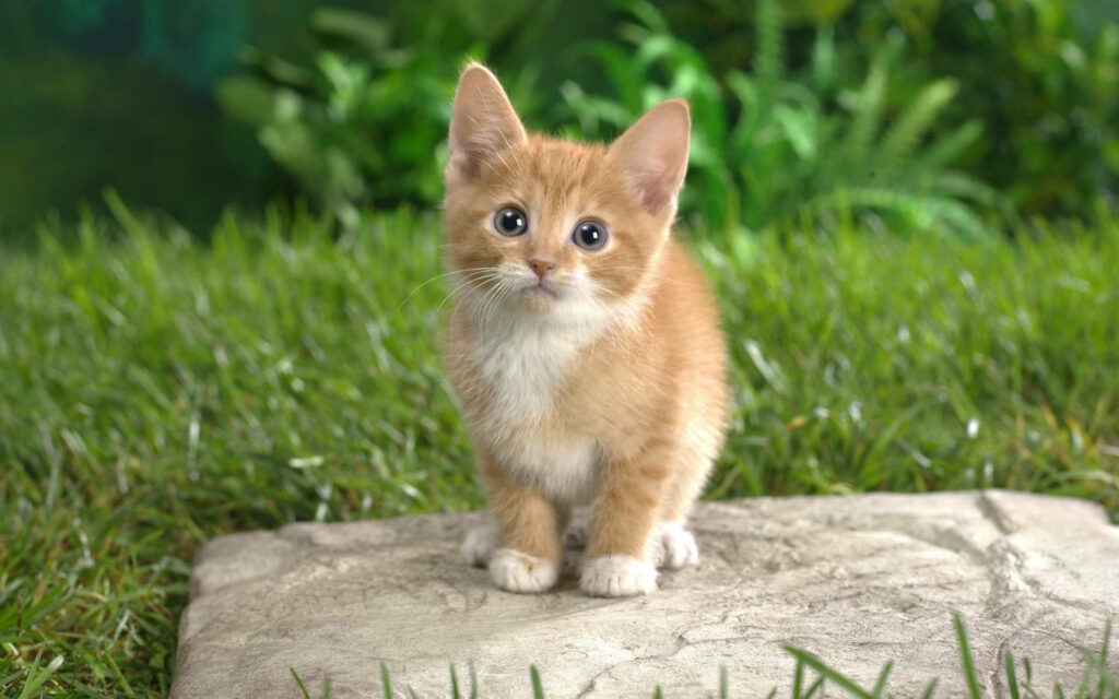 Adorable Ginger Kitten Wallpaper: Serene Nature Scene Background