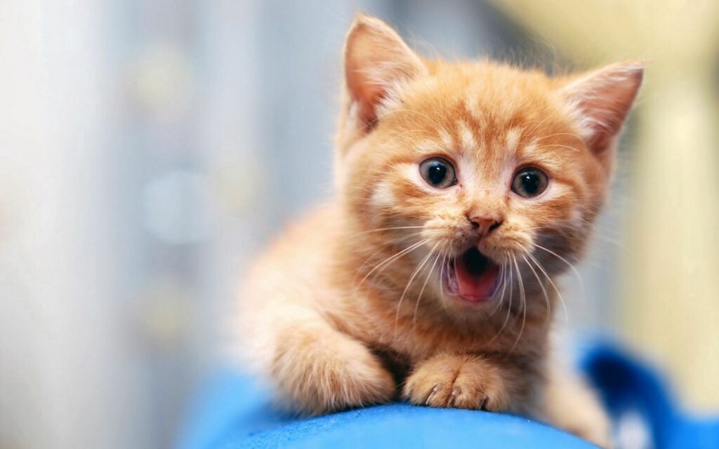 Adorable Ginger Kitten with Surprised Expression on Soft Background Wallpaper