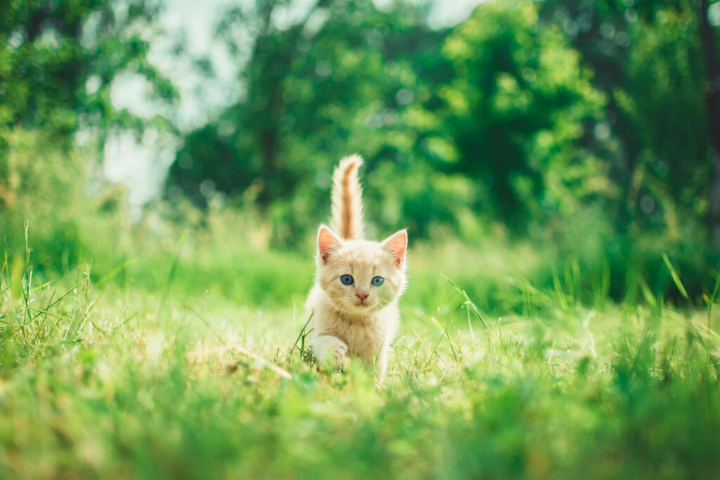 Adorable Ginger Kitten in Lush Green Meadow - Wallpaper Background