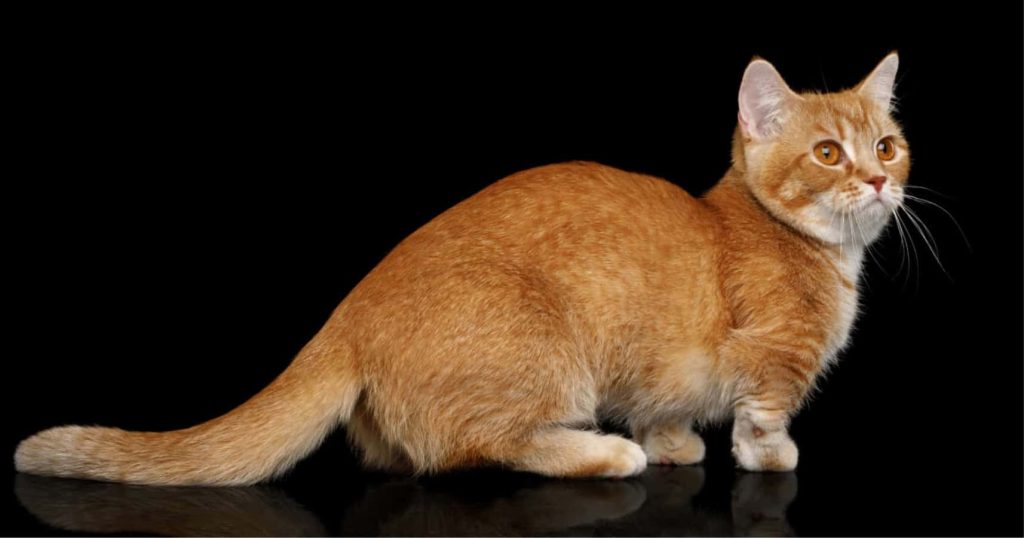 Ginger Munchkin cat with short legs and plush coat on reflective black studio backdrop wallpaper