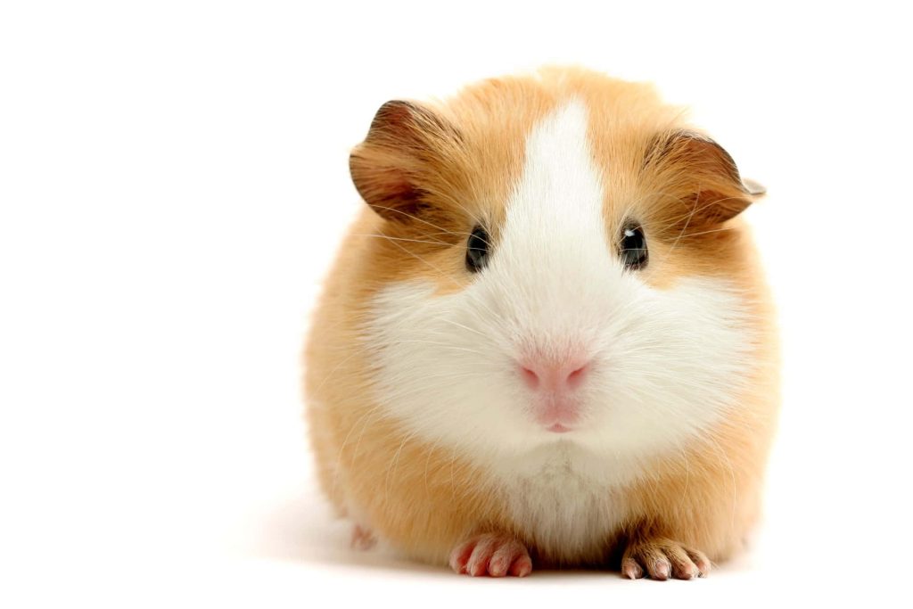 Fluffy ginger and white guinea pig looking at camera high key studio portrait white background Wallpaper