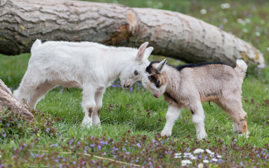 Playful Goat Kids Butting Heads in Rustic Grass Field Wallpaper