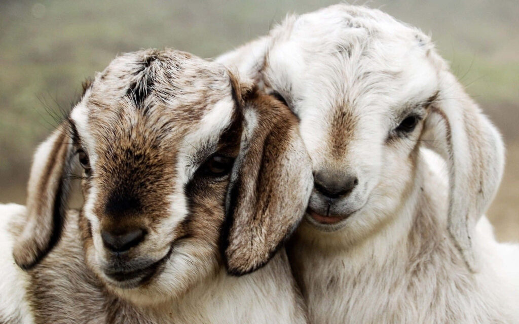 Adorable Young Goats Wallpaper: Soft Fur & Gentle Expressions