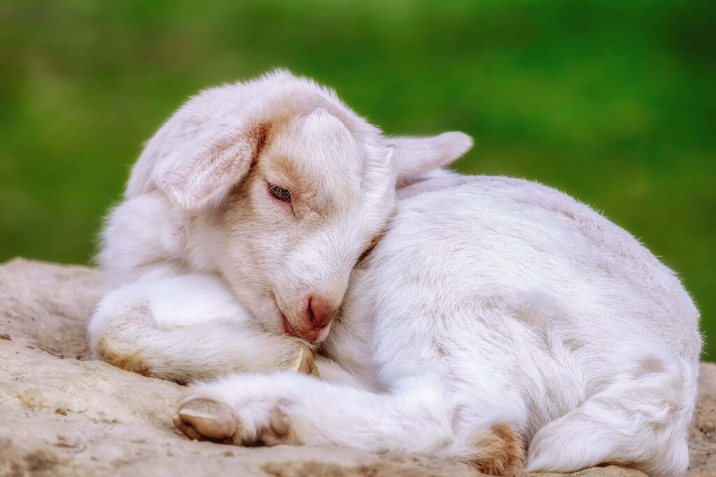 Cozy Goat Wallpaper: Adorable & Peaceful with Green Background