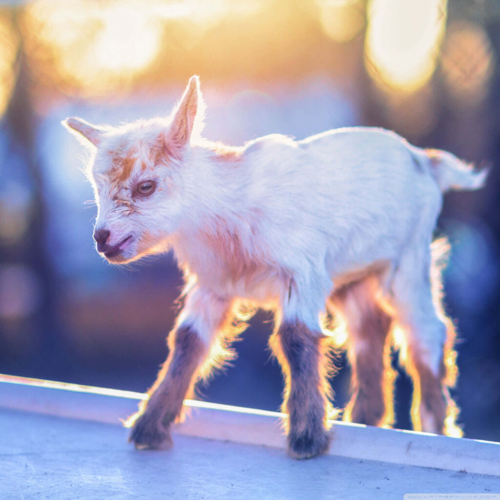 Adorable Goat in Golden Hour Glow - Serene Wallpaper Background