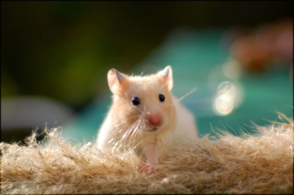 Golden hamster resting on soft fiber bed with delicate whiskers teal bokeh background wallpaper