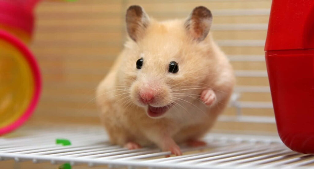 Adorable Golden Hamster Wallpaper: Playful & Funny Background