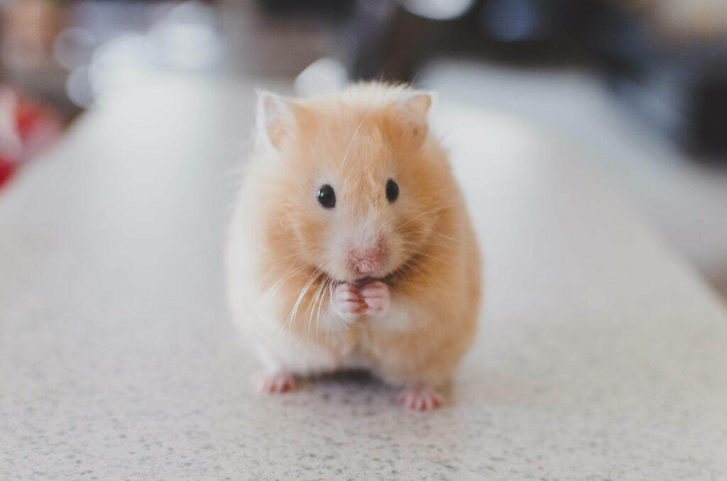 Adorable Golden Hamster Wallpaper: Cute Background for Animal Lovers