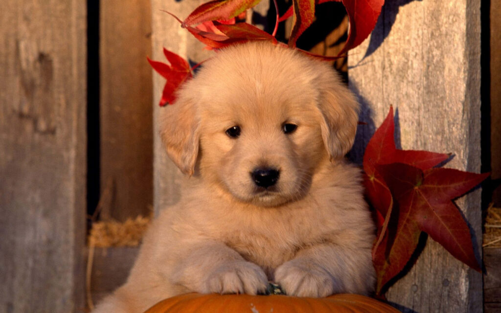 Adorable Golden Puppy on Pumpkin: Autumn Wallpaper Background