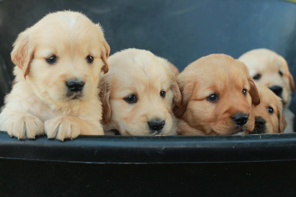 Adorable Golden Retriever Puppies Wallpaper - Perfect for Dog Lovers!