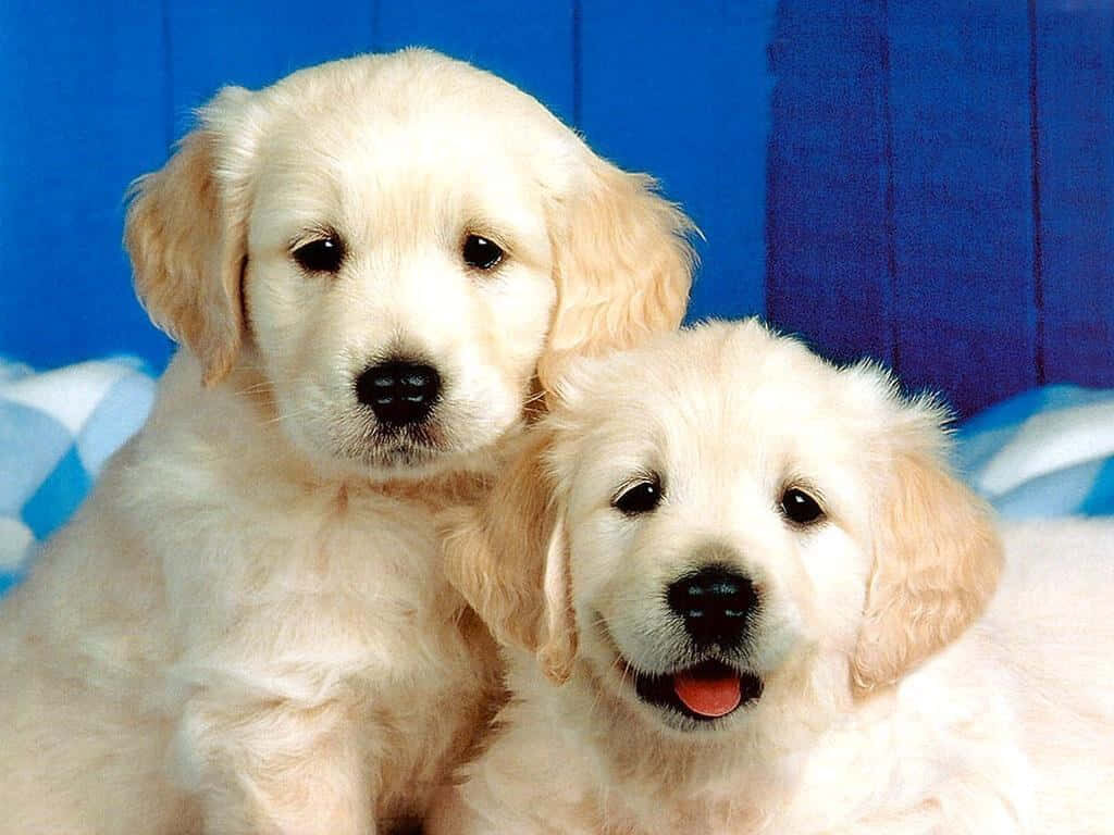 Adorable Golden Retriever Puppies on Soothing Blue Background Wallpaper