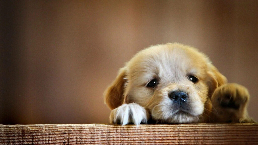 Heartwarming Golden Retriever Puppy Wallpaper for Dog Lovers