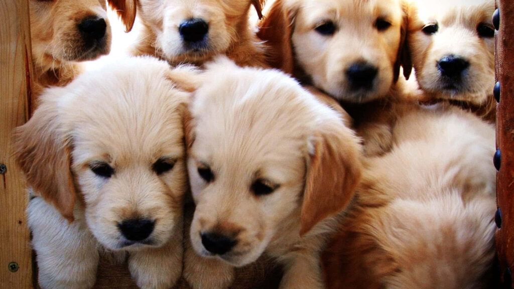 Charming Golden Retriever Puppy Siblings Wallpaper Background
