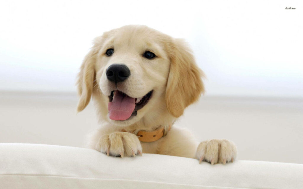 Cheerful Golden Retriever Puppy Wallpaper for a Joyful Screen