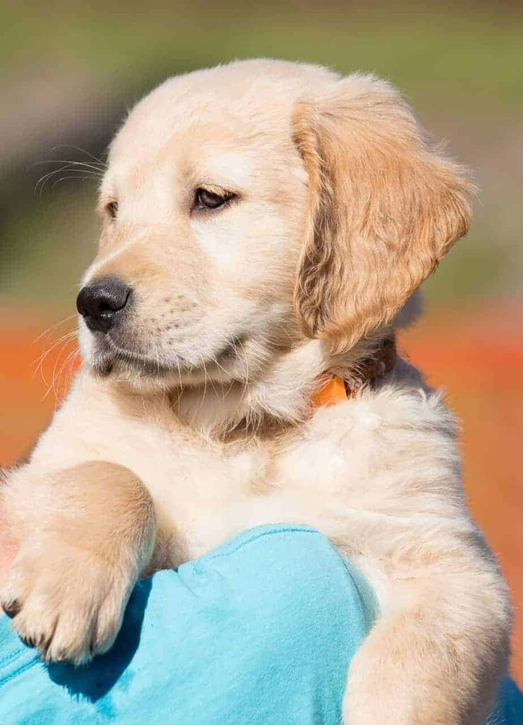 Adorable Golden Retriever Puppy: Heartwarming Wallpaper Background