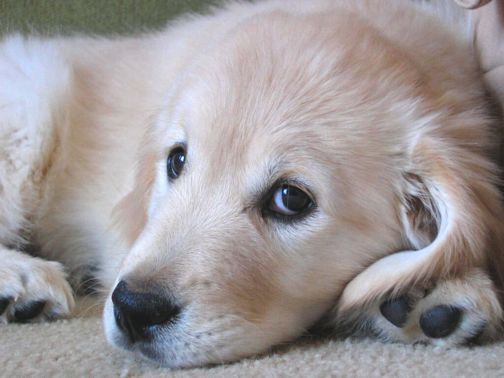 Adorable Golden Retriever Puppy Wallpaper - Serene & Heartwarming