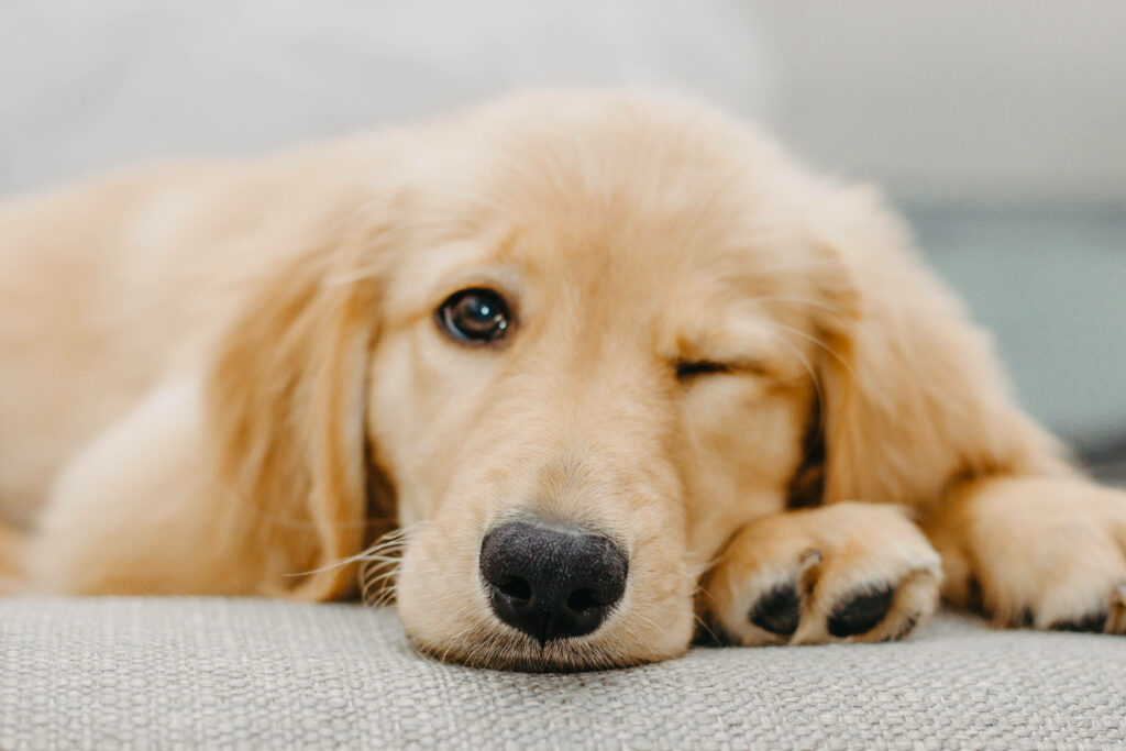 Charming Golden Retriever Puppy Wallpaper: Winking & Warm