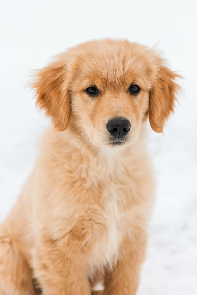 Golden Retriever Puppy in Snow: Heartwarming Winter Wallpaper