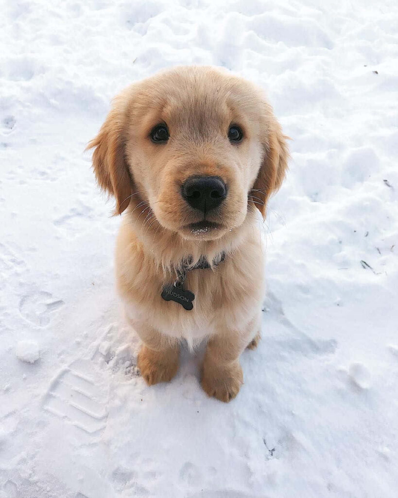 Adorable Golden Retriever Puppy in Snow - Winter Wallpaper Background