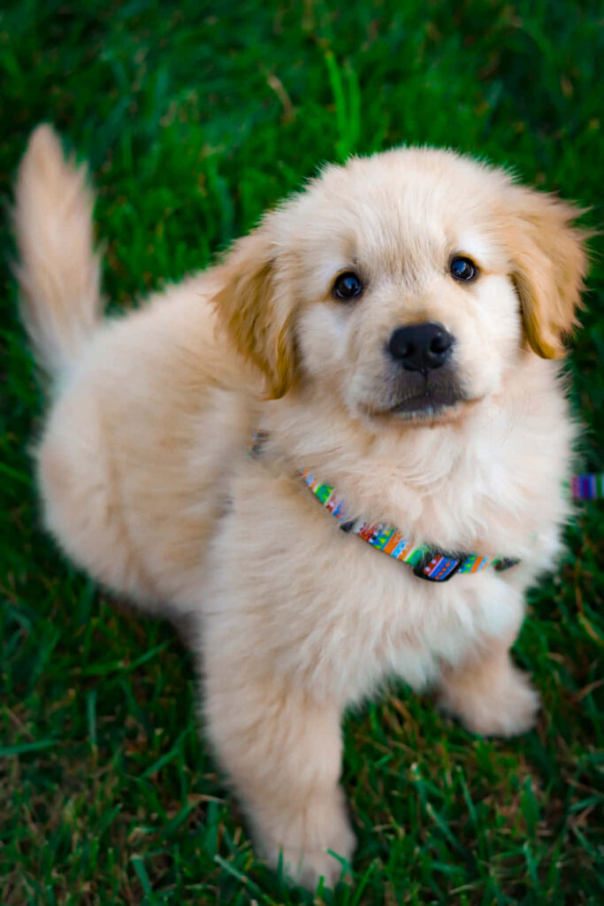 Adorable Golden Retriever Puppy Wallpaper on Lush Green Grass