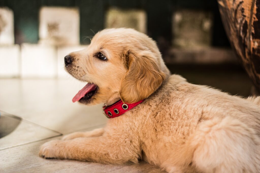 Charming Golden Retriever Puppy Wallpaper with Red Collar