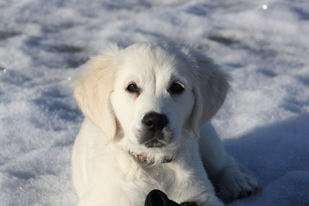 Adorable Golden Retriever Puppy in Snowy Winter Wonderland Background Wallpaper