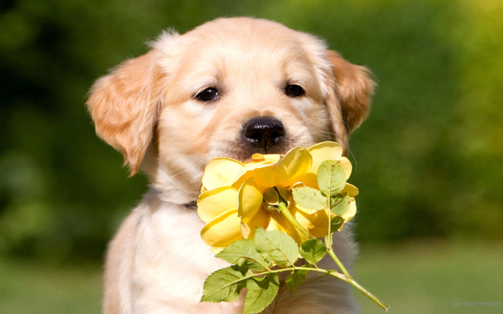 Adorable Golden Retriever Puppy with Flower - Heartwarming Wallpaper
