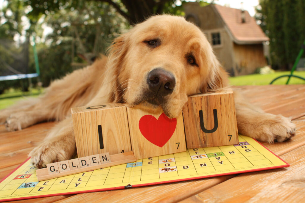 Charming Golden Retriever Wallpaper with Cute Scrabble Blocks