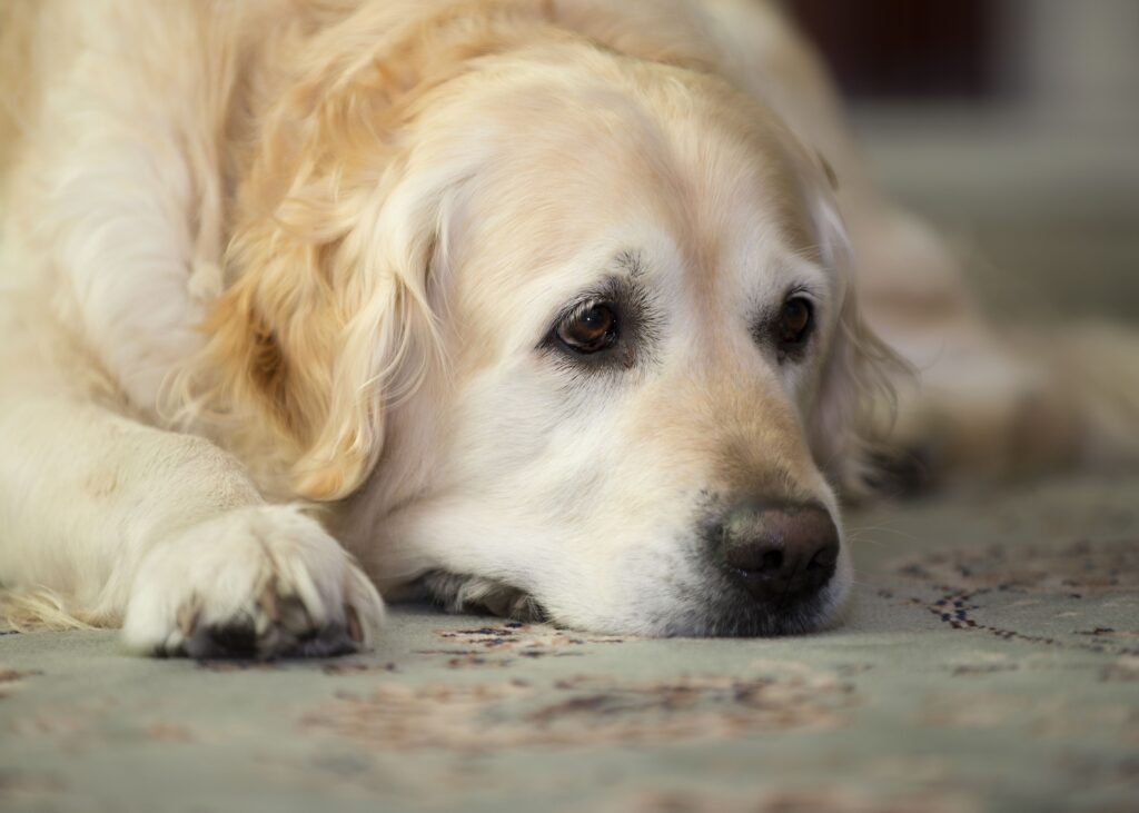 Sad Golden Retriever Wallpaper: A Moment of Reflection