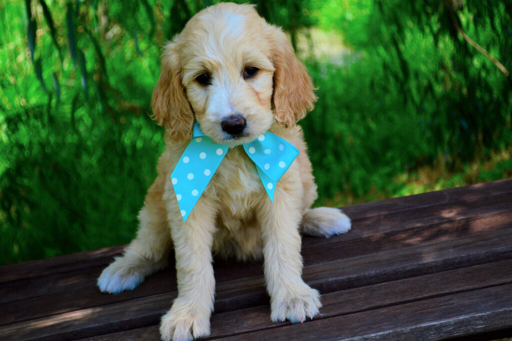 Adorable Goldendoodle Pup Rocking a Stylish Bow Tie in a Serene Daytime Setting - Irresistible Canine Portrait Wallpaper