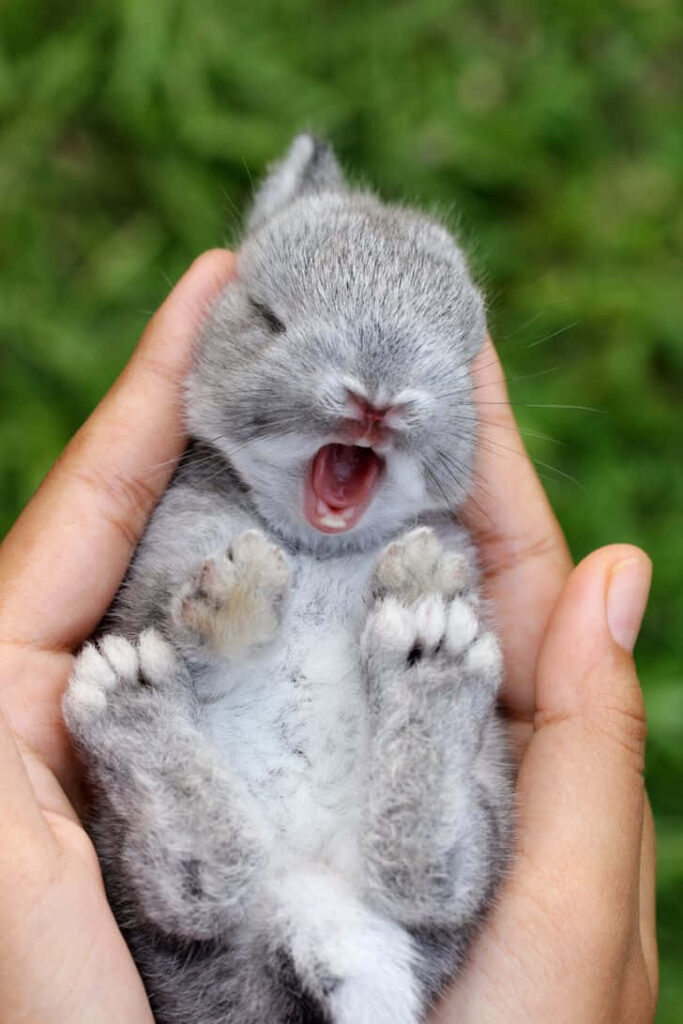 Adorable Gray Baby Rabbit Yawning in Gentle Hands - Serene Background Wallpaper
