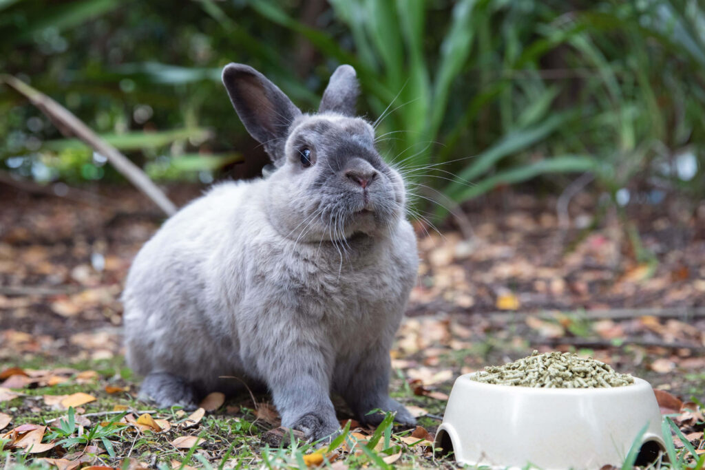 Adorable Gray Bunny Outdoors: Serene Nature Wallpaper Background