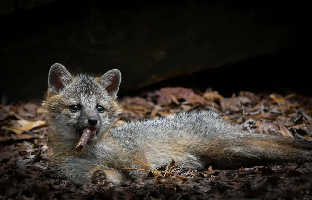 Adorable Gray Fox Pup Chewing Stick in Serene Natural Setting Wallpaper