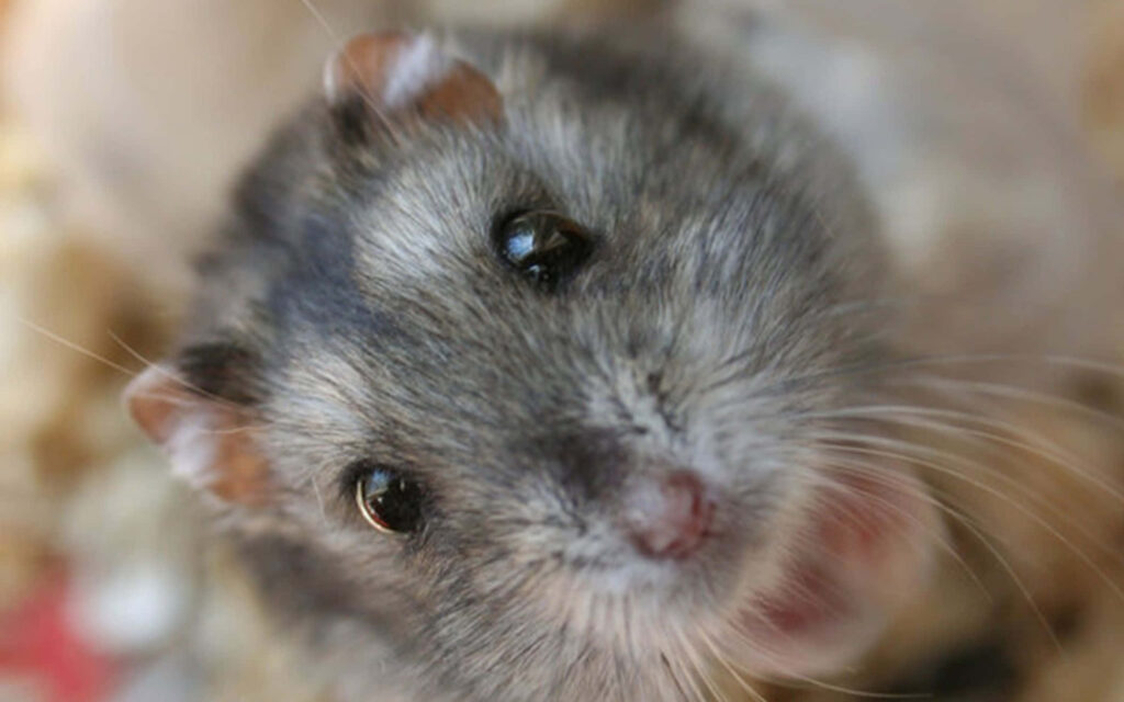 Adorable Gray Hamster Wallpaper: Cute Background for Your Screen