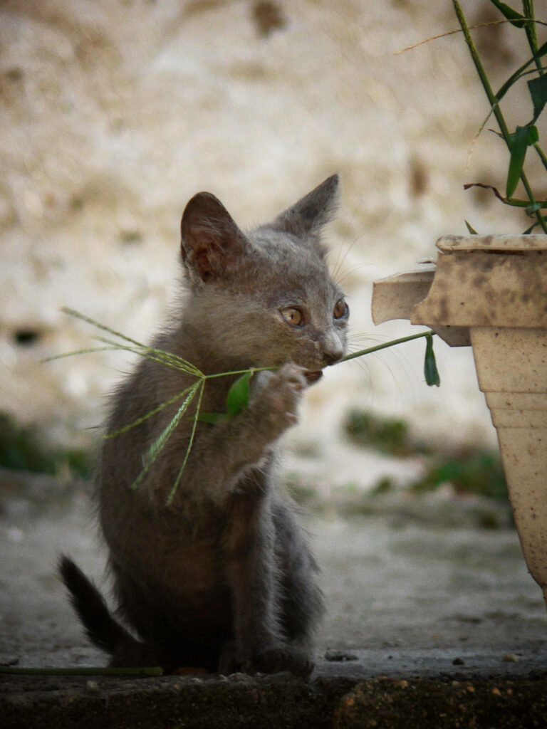Charming Gray Kitten Nibbling Plant - Adorable Wallpaper Background