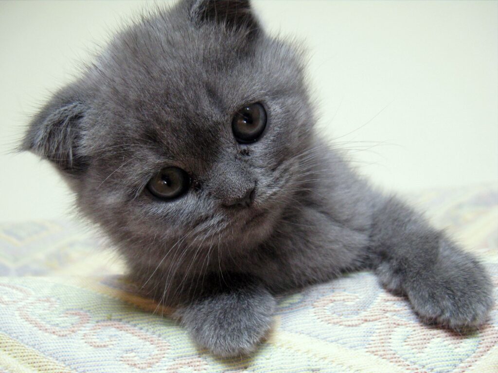 Adorable Gray Kitten Wallpaper: Soft Fur & Expressive Eyes
