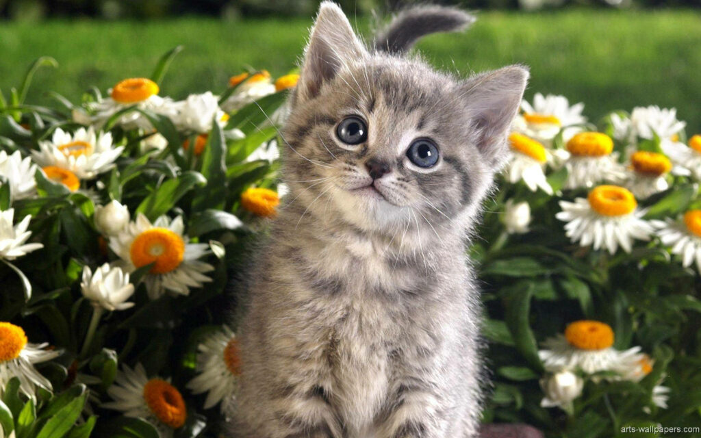 Adorable Gray Kitten in Flower Garden: Cheerful Wallpaper Background