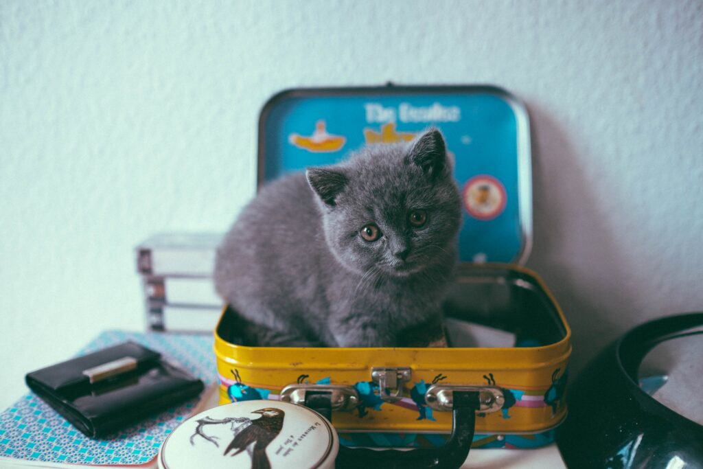 Cute Gray Kitten in Suitcase: Adorable Cozy Scene with Books Wallpaper