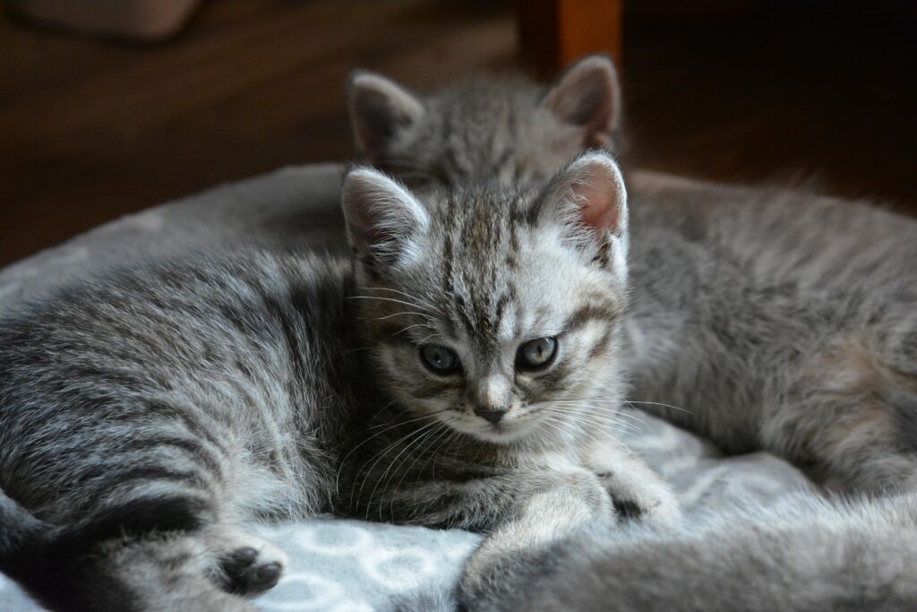 Adorable Gray Kittens: Heartwarming High-Resolution Wallpaper