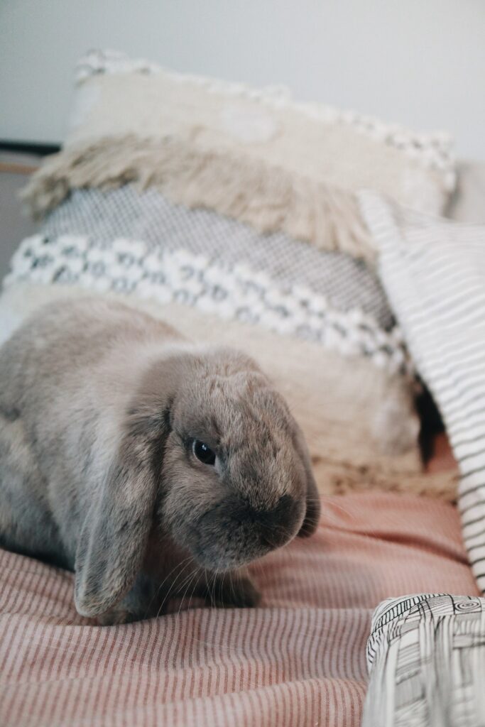 Adorable Gray Rabbit Wallpaper: Cozy Scene for Animal Lovers