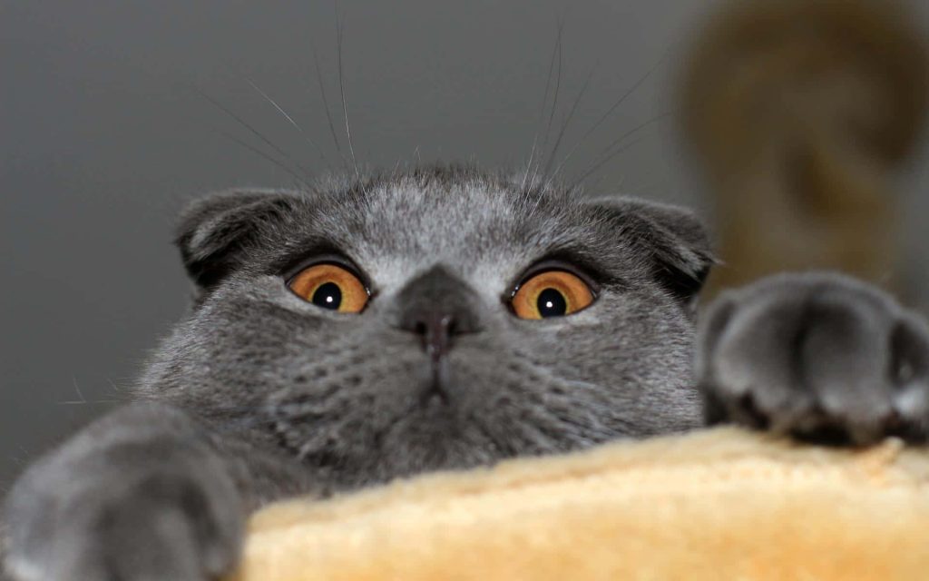 Close-up of adorable gray Scottish Fold cat with amber eyes and folded ears peeking over edge Wallpaper