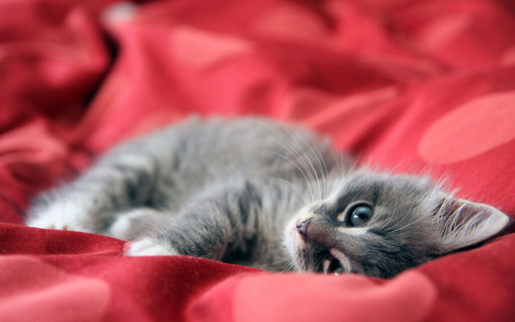 Charming Grey Cat on Red Blanket - Cozy Desktop Wallpaper