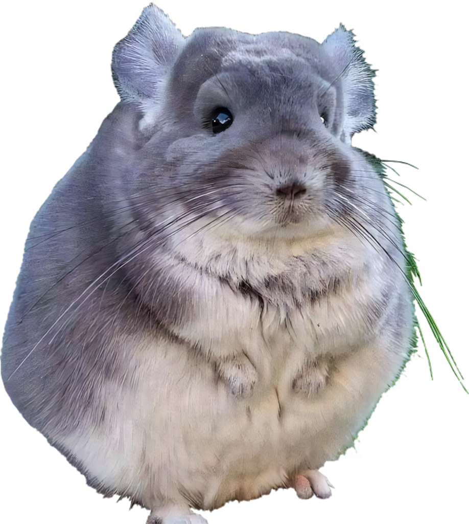 Adorable Grey Chinchilla Wallpaper in Lush Green Background