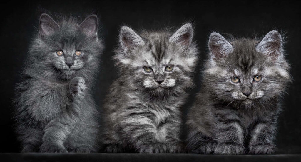 Three Adorable Grey Kittens Wallpaper for Cat Lovers