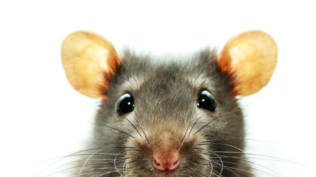 Adorable Grey Rat with Curious Eyes - Charming Wallpaper Background