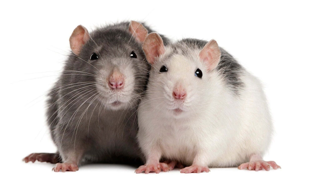 Adorable Grey and White Rats on Soft Background | Cute Animal Wallpaper