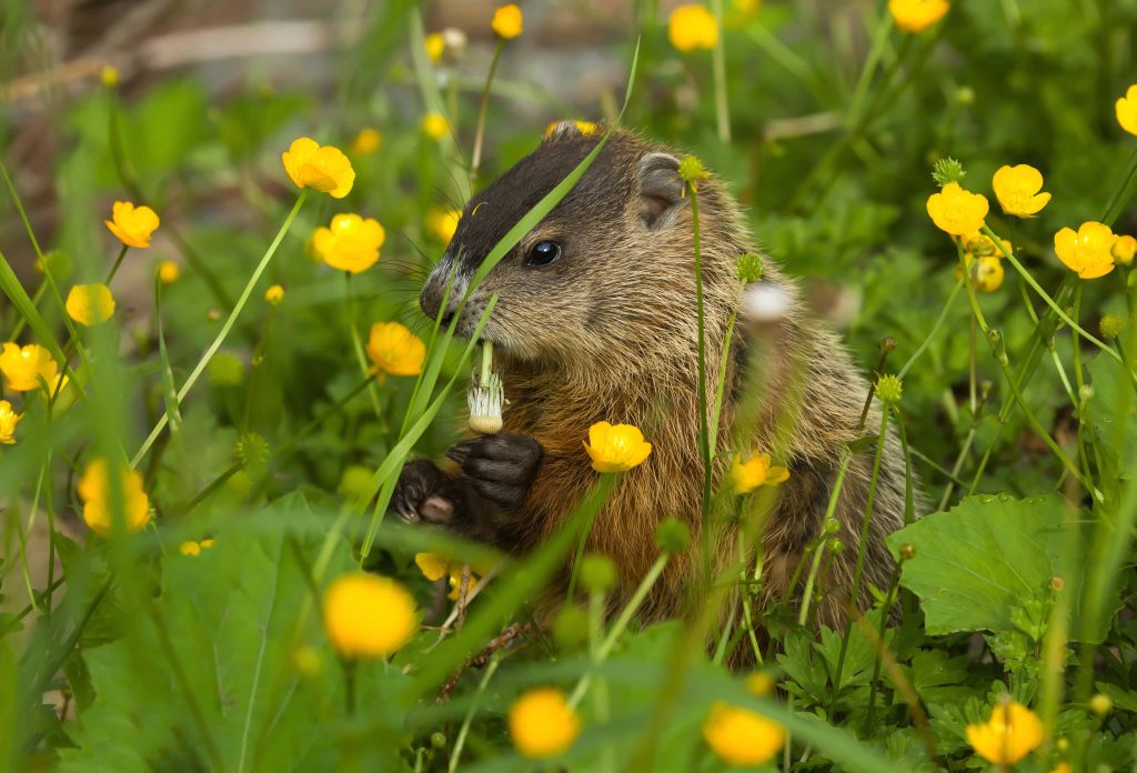 Young groundhog foraging in green meadow with yellow buttercups vibrant spring wildlife wallpaper